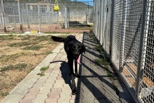 ELFO, Hund, Mischlingshund in Italien - Bild 6