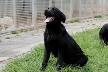 ELFO, Hund, Mischlingshund in Italien - Bild 8