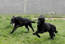 ENEA, Hund, Mischlingshund in Italien - Bild 11