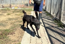 ENEA, Hund, Mischlingshund in Italien - Bild 4