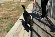 ENEA, Hund, Mischlingshund in Italien - Bild 5
