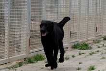 ENEA, Hund, Mischlingshund in Italien - Bild 8