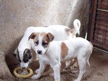 YANNIK, Hund, Mischlingshund in Bulgarien - Bild 2