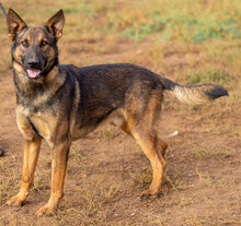 OSKAR, Hund, Deutscher Schäferhund-Mix in Ungarn - Bild 1