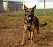 OSKAR, Hund, Deutscher Schäferhund-Mix in Ungarn - Bild 2