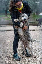 GUGGIO, Hund, Segugio Italiano a pelo forte in Italien - Bild 2