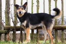 TAKKO, Hund, Mischlingshund in Mengkofen