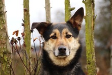 BILLTURNER, Hund, Mischlingshund in Mengkofen - Bild 6