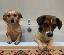 IDA, Hund, Mischlingshund in Neuss - Bild 4