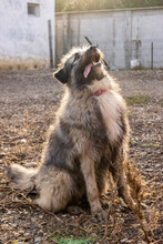SKOLLEN, Hund, Mischlingshund in Rumänien - Bild 11