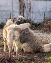 SKOLLEN, Hund, Mischlingshund in Rumänien - Bild 13