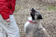 SKOLLEN, Hund, Mischlingshund in Rumänien - Bild 16