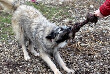 SKOLLEN, Hund, Mischlingshund in Rumänien - Bild 17