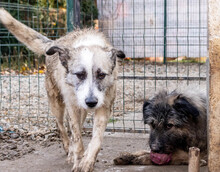 SKOLLEN, Hund, Mischlingshund in Rumänien - Bild 18