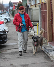 SKOLLEN, Hund, Mischlingshund in Rumänien - Bild 20