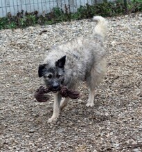 SKOLLEN, Hund, Mischlingshund in Rumänien - Bild 6