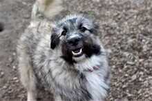 SKOLLEN, Hund, Mischlingshund in Rumänien - Bild 7
