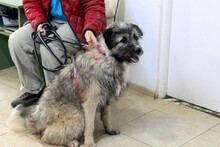 SKOLLEN, Hund, Mischlingshund in Rumänien - Bild 9