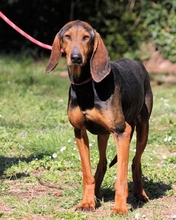 CAMPINO, Hund, Segugio Italiano in Italien - Bild 2