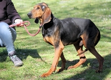 CAMPINO, Hund, Segugio Italiano in Italien - Bild 3