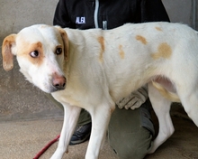 RHOSWEN, Hund, Mischlingshund in Italien - Bild 4