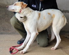 RHOSWEN, Hund, Mischlingshund in Italien - Bild 5