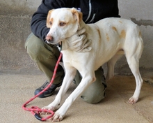 RHOSWEN, Hund, Mischlingshund in Italien - Bild 6