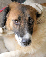 TACHELLE, Hund, Mischlingshund in Italien - Bild 1