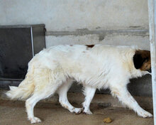 TACHELLE, Hund, Mischlingshund in Italien - Bild 3