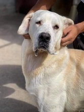 JOLIJN, Hund, Mastin del Pirineos in Spanien - Bild 1