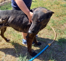 KING, Hund, Belgischer Schäferhund-Mix in Ungarn - Bild 3
