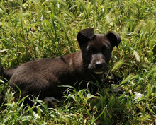 MIDA, Hund, Mischlingshund in Italien - Bild 12