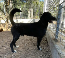 MIDA, Hund, Mischlingshund in Italien - Bild 2