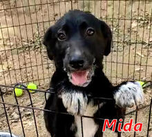 MIDA, Hund, Mischlingshund in Italien - Bild 5