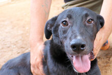 MIDA, Hund, Mischlingshund in Italien - Bild 8