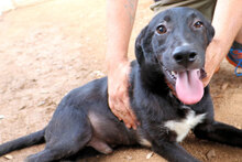 MIDA, Hund, Mischlingshund in Italien - Bild 9