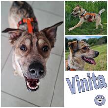 VINITA, Hund, Mischlingshund in Brensbach