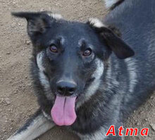 ATMA, Hund, Mischlingshund in Italien - Bild 1