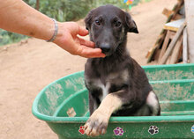 ATMA, Hund, Mischlingshund in Italien - Bild 10