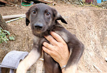 ATMA, Hund, Mischlingshund in Italien - Bild 11