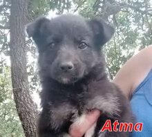 ATMA, Hund, Mischlingshund in Italien - Bild 12