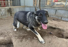 ATMA, Hund, Mischlingshund in Italien - Bild 2