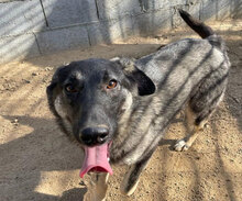 ATMA, Hund, Mischlingshund in Italien - Bild 4