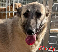 ELODY, Hund, Mischlingshund in Italien - Bild 1