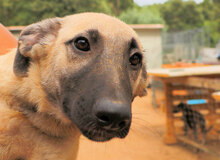 ELODY, Hund, Mischlingshund in Italien - Bild 10