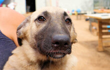 ELODY, Hund, Mischlingshund in Italien - Bild 11