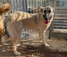 ELODY, Hund, Mischlingshund in Italien - Bild 2
