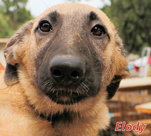 ELODY, Hund, Mischlingshund in Italien - Bild 7