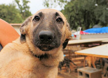 ELODY, Hund, Mischlingshund in Italien - Bild 9
