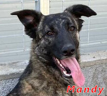 MANDY, Hund, Mischlingshund in Italien - Bild 1